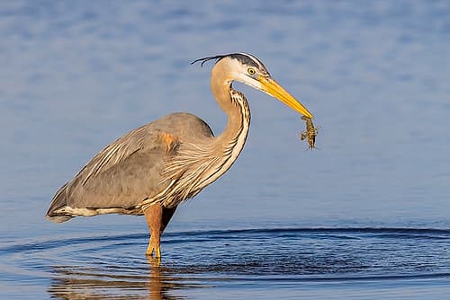 Great blue heron hunting crayfish in wetland, Marion County, Illinois. Art Print